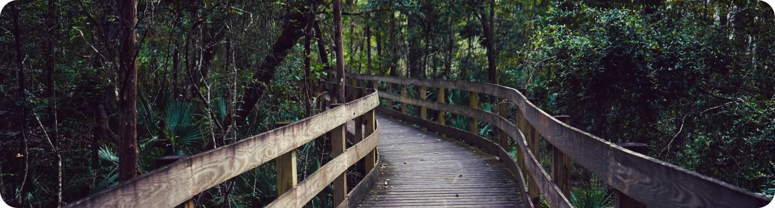 A wooden path through a green forest